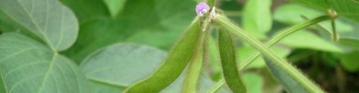 Soybean flower